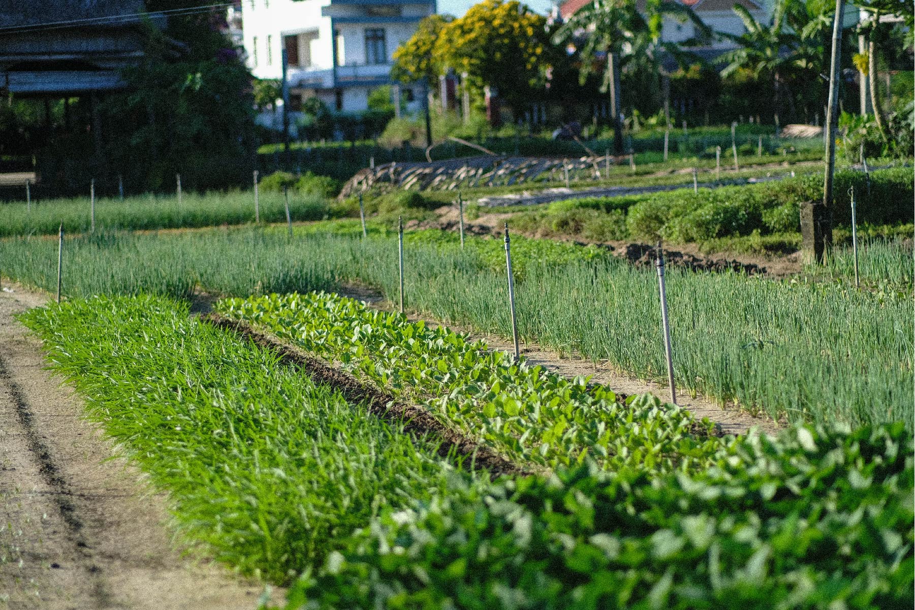 tra-que-vegetable-village